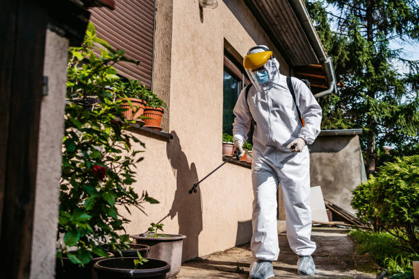 Wasp Removal Services in Cornville, AZ