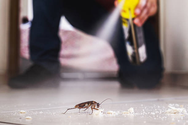 Spider Control Near Me in Cornville, AZ